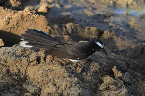 White-browed Fantail